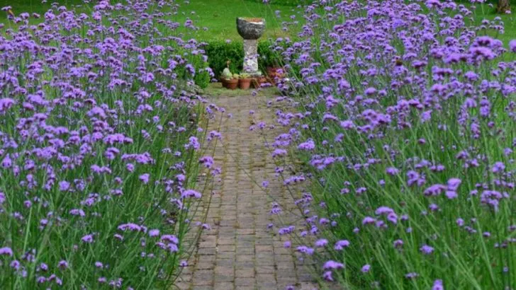 12 Secrets to Thriving Verbena Bonariensis in Your Garden