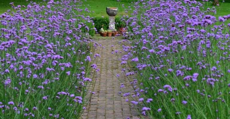 12 Secrets to Thriving Verbena Bonariensis in Your Garden