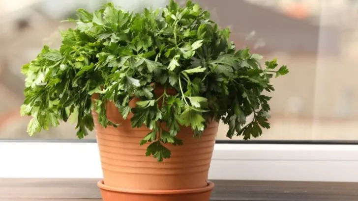 12 Shade-Tolerant Edible Plants for Patios, Balconies & North-Facing Windows