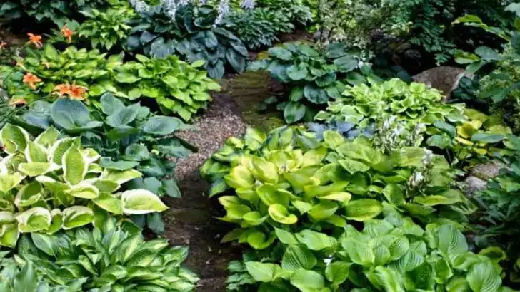 12 Signs Your Garden is Healthy (And 7 That Warn You Something’s Wrong)