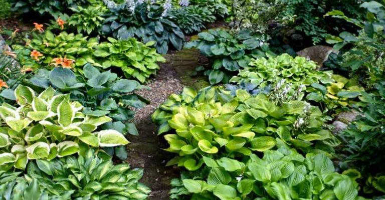 12 Signs Your Garden is Healthy (And 7 That Warn You Something’s Wrong)