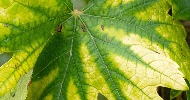 Low Nitrogen Levels
