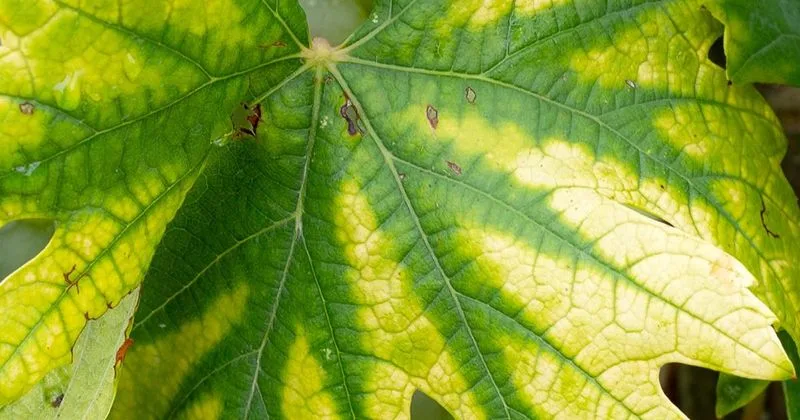 Low Nitrogen Levels