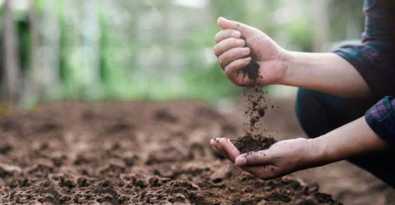 12 Soil Test Results That Should Change Your Planting Strategy Immediately