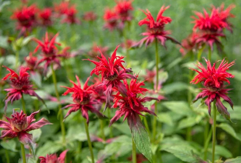 Bee Balm
