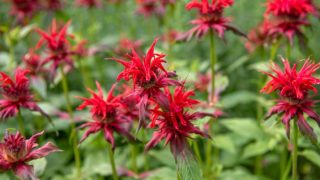 12 “Sterile” Plants That Still Reproduce Like Crazy (But No One Warns