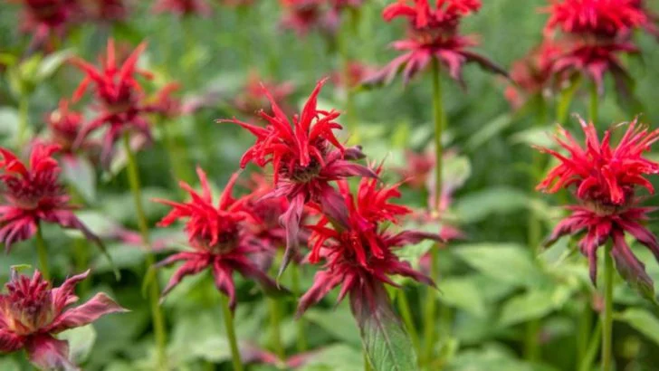 12 “Sterile” Plants That Still Reproduce Like Crazy (But No One Warns You)