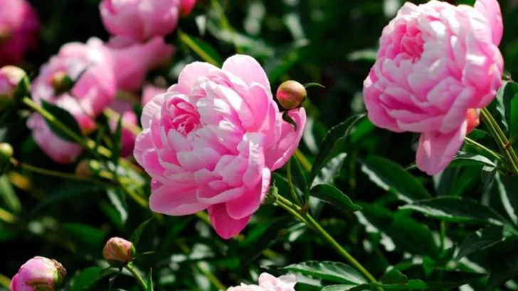 12 Surprisingly Toxic Plants Hiding in Your Garden (And 12 Safe Alternatives)