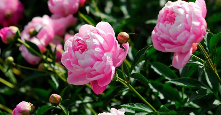 12 Surprisingly Toxic Plants Hiding in Your Garden (And 12 Safe Alternatives)