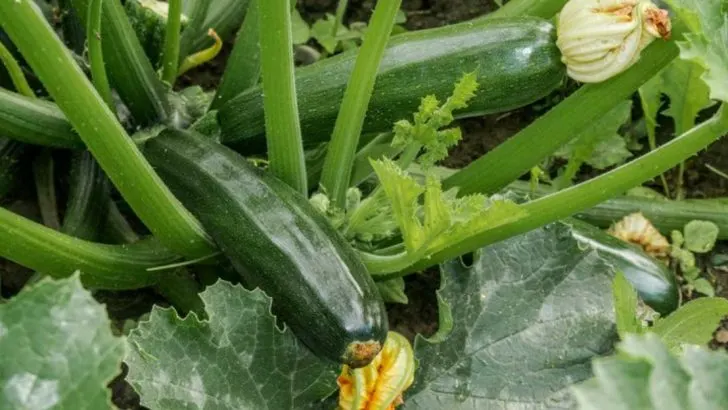 12 Vegetables You Can Succession Plant All Summer (And 12 You Can Only Plant Once)