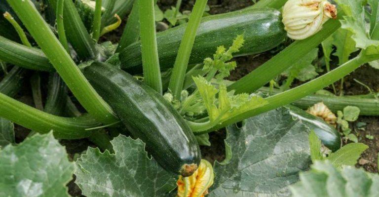 12 Vegetables You Can Succession Plant All Summer (And 12 You Can Only Plant Once)