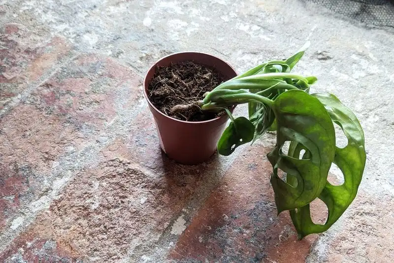 Overwatering