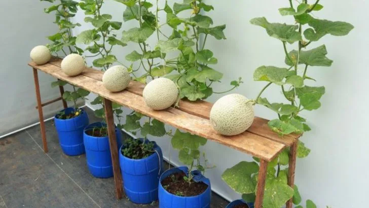 12 Clever Tips to Grow Cantaloupe in Containers for Sweet, Juicy Melons