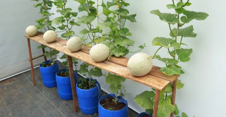 12 Clever Tips to Grow Cantaloupe in Containers for Sweet, Juicy Melons