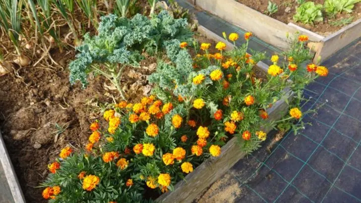 12 Companion Planting Mistakes Everyone Makes (And Why Your Crops Suffer)