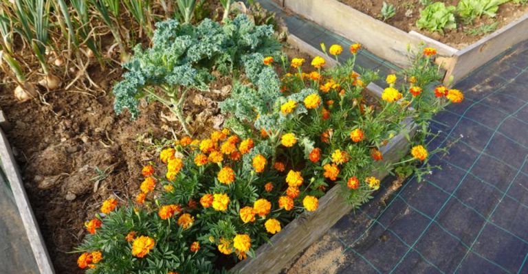 12 Companion Planting Mistakes Everyone Makes (And Why Your Crops Suffer)