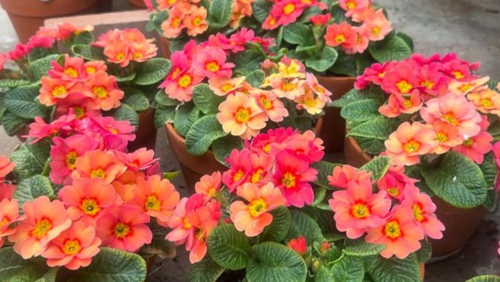 12 Container Plants That Die in Summer Heat (And 10 Plant To Use Instead)