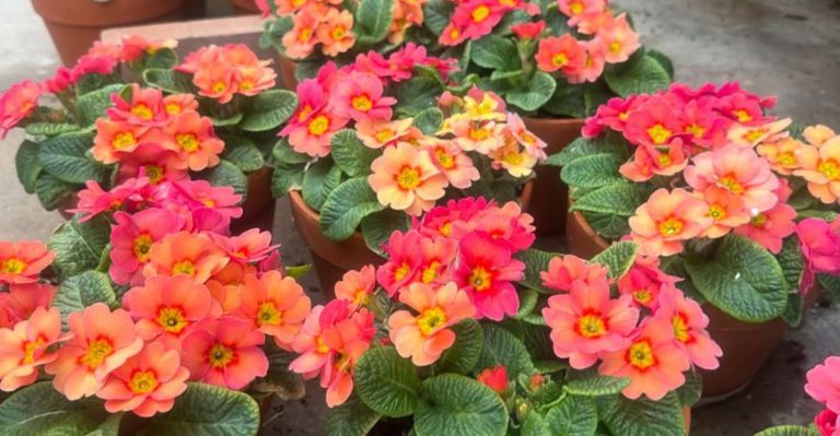 12 Container Plants That Die in Summer Heat (And 10 Plant To Use Instead)