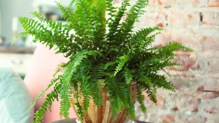 12 Houseplants That Grow Fast (And 8 That Take Forever to Do Anything)
