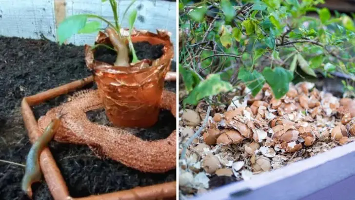 12 Organic Ways I Got Rid of Slugs Practically Overnight