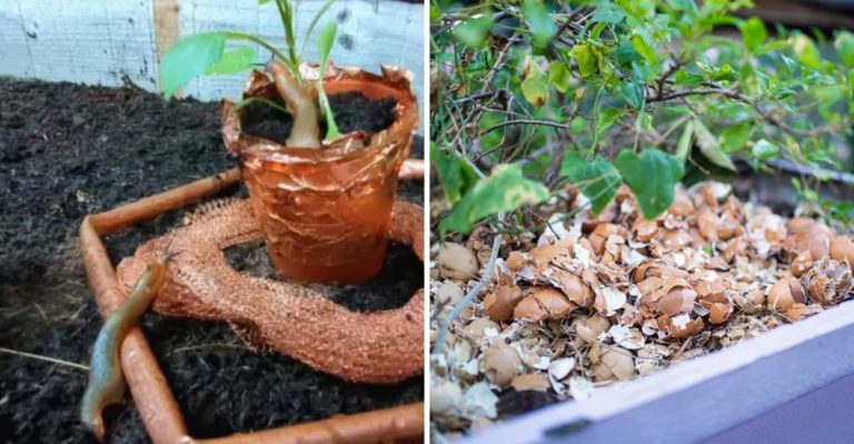 12 Organic Ways I Got Rid of Slugs Practically Overnight