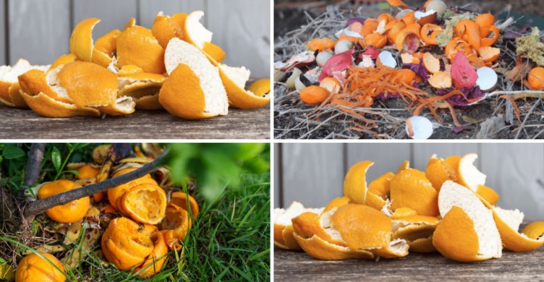 12 Reasons Not to Toss Those Citrus Peels – Use Them in Your Garden