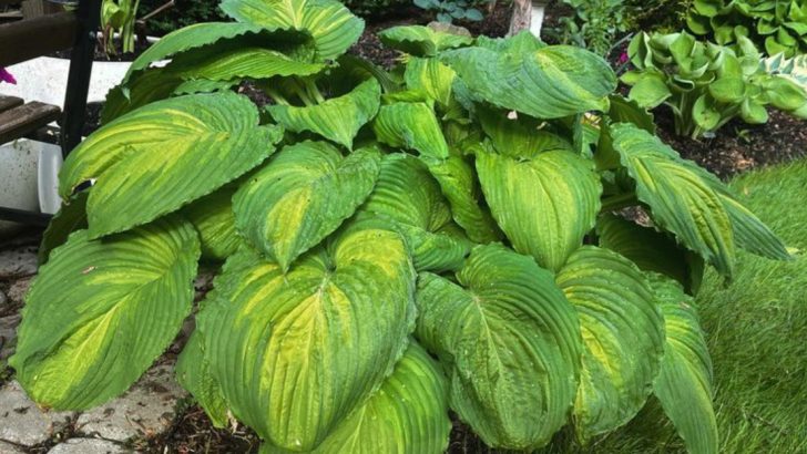 12 Shade-Tolerant Plants That Thrive Against Bare Concrete Walls