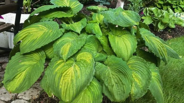 12 Shade-Tolerant Plants That Thrive Against Bare Concrete Walls