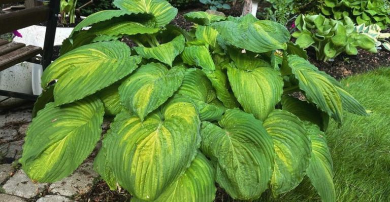 12 Shade-Tolerant Plants That Thrive Against Bare Concrete Walls