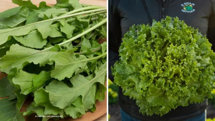 12 Summer Vegetables That Actually Thrive in Partial Shade (And 8 That Need Full Sun Only)