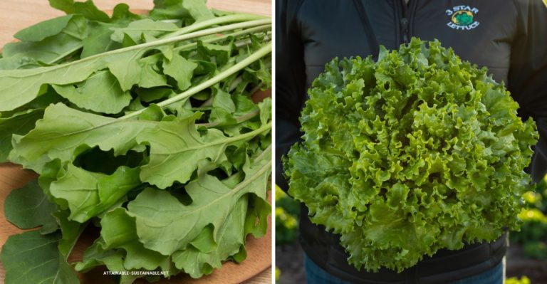 12 Summer Vegetables That Actually Thrive in Partial Shade (And 8 That Need Full Sun Only)