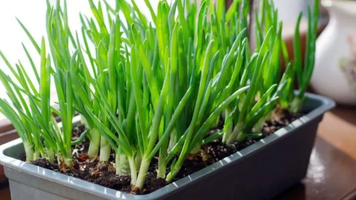 12 Vegetables You Can Grow on Your Windowsill Year-Round (And 6 That Will Struggle)