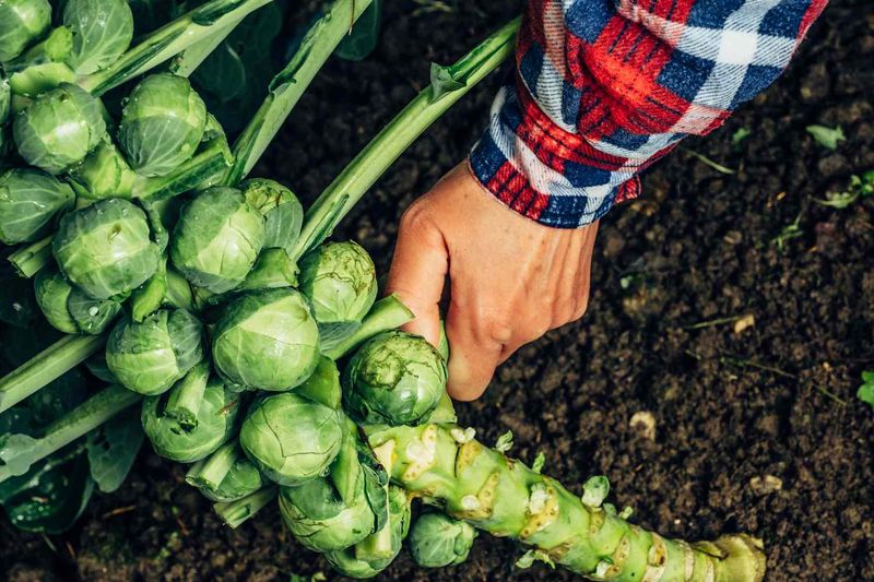 13. Dealing with Harvest Time