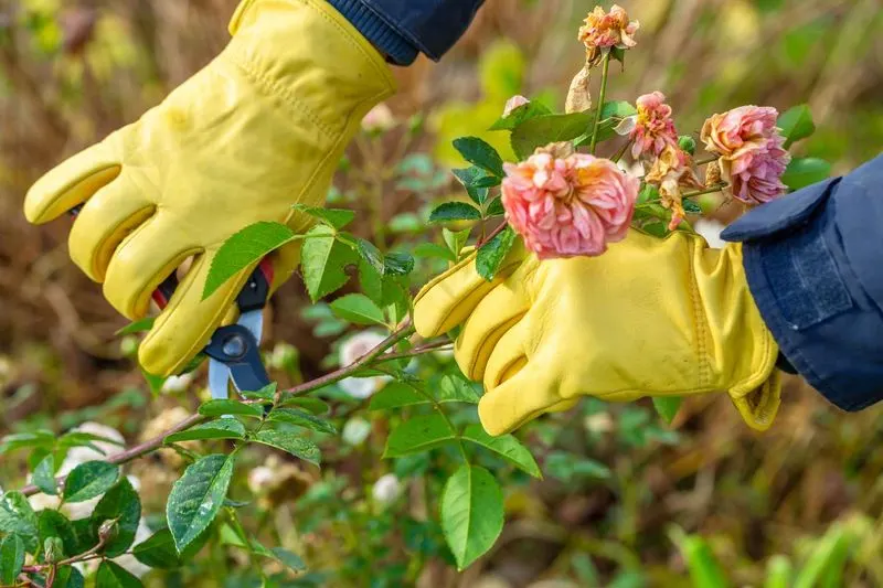 Over-Trimming Roses