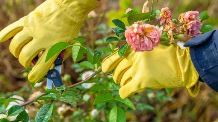 13 Early Summer Pruning Mistakes That Ruin Fall Blooms (And What to Cut Instead)