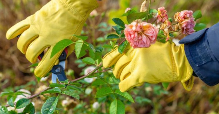 13 Early Summer Pruning Mistakes That Ruin Fall Blooms (And What to Cut Instead)