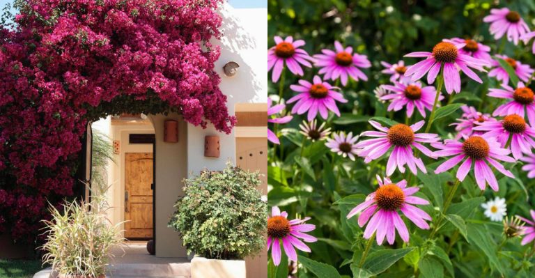 13 Hardy Plants That Love the Warmth and Drainage Around Patios, Walls, and Walkways
