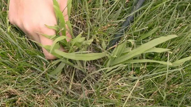 13 Methods to Remove Crabgrass and Keep Your Lawn Beautiful