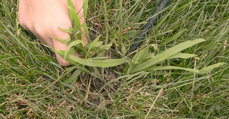 13 Methods to Remove Crabgrass and Keep Your Lawn Beautiful