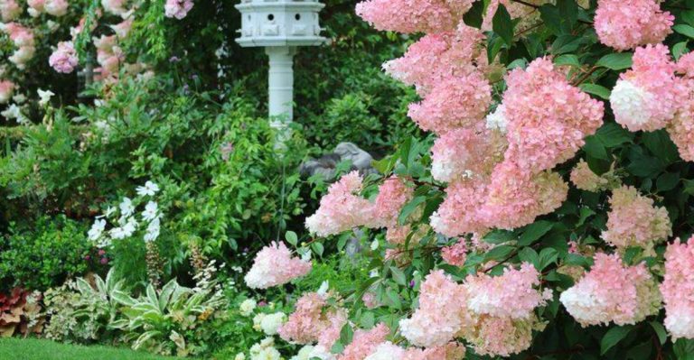 13 Perks of Planting Vanilla Strawberry Hydrangeas in Your Yard