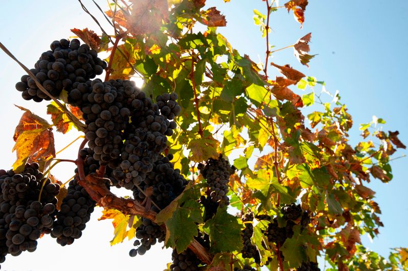 Drought-Induced Sugar Concentration