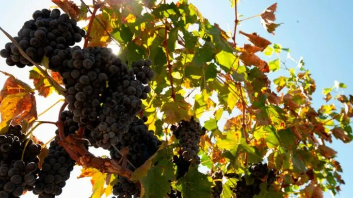 13 Plant Stress Responses That Actually Improve Flavor and Nutrition (And How to Safely Trigger Them)