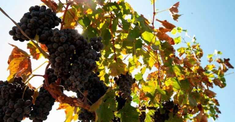 13 Plant Stress Responses That Actually Improve Flavor and Nutrition (And How to Safely Trigger Them)