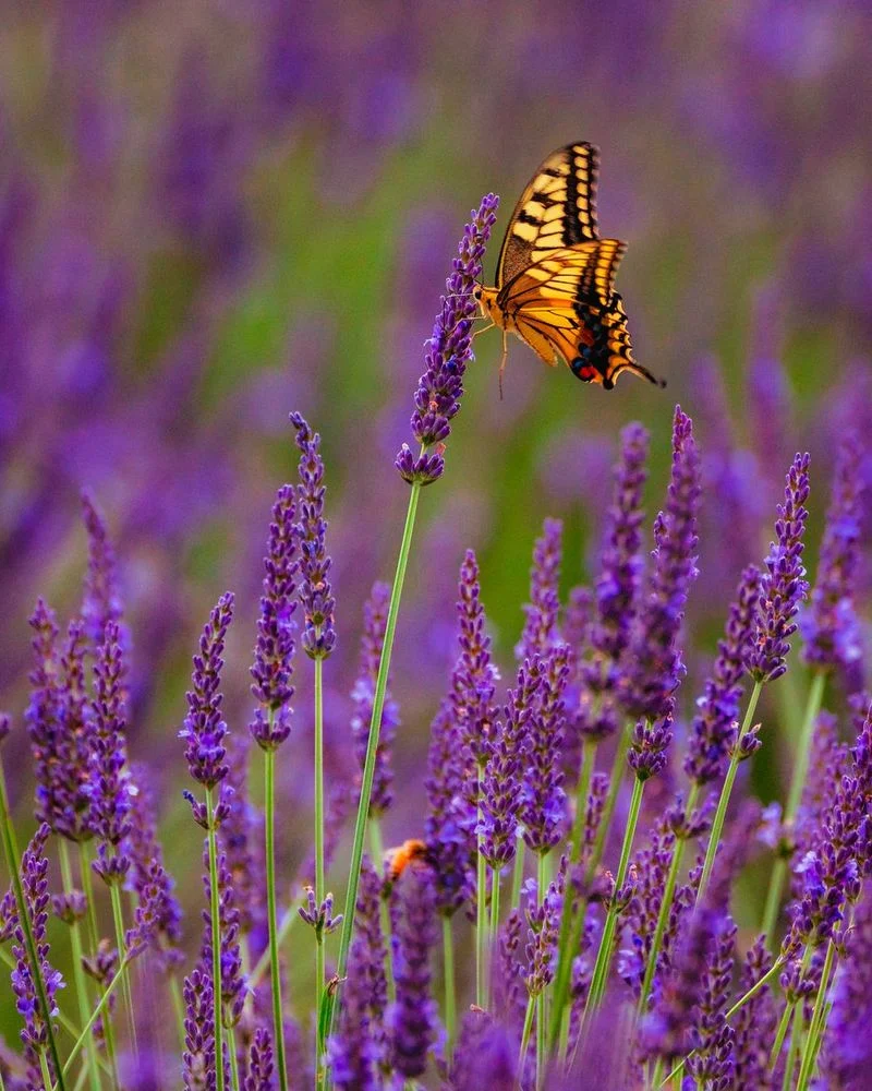 Lavender (Lavandula)