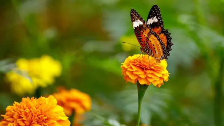 13 Plants That Attract Butterflies All Summer (Even If You Only Have a Balcony)