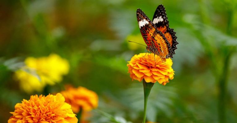 13 Plants That Attract Butterflies All Summer (Even If You Only Have a Balcony)