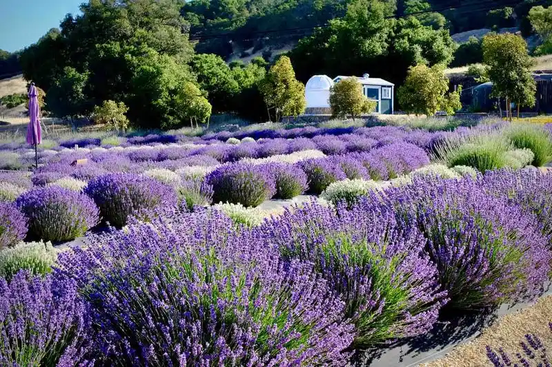 Lavender