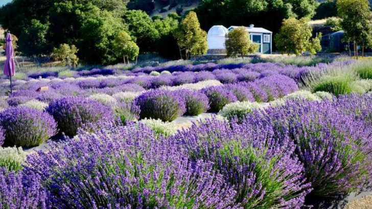 13 Pollinator Plants That Attract Beneficial Insects But Repel Mosquitoes
