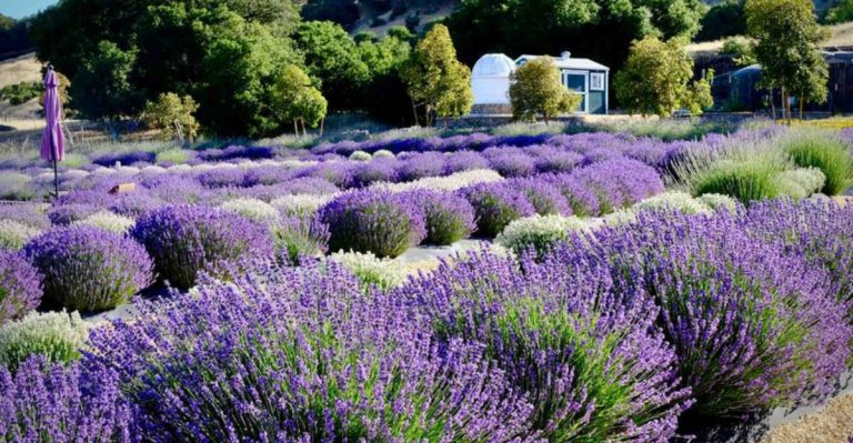 13 Pollinator Plants That Attract Beneficial Insects But Repel Mosquitoes
