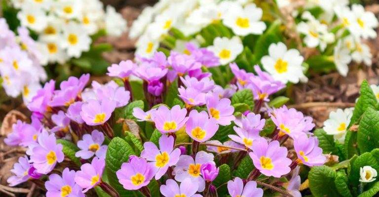 13 Popular Border Plants That Disappear by July